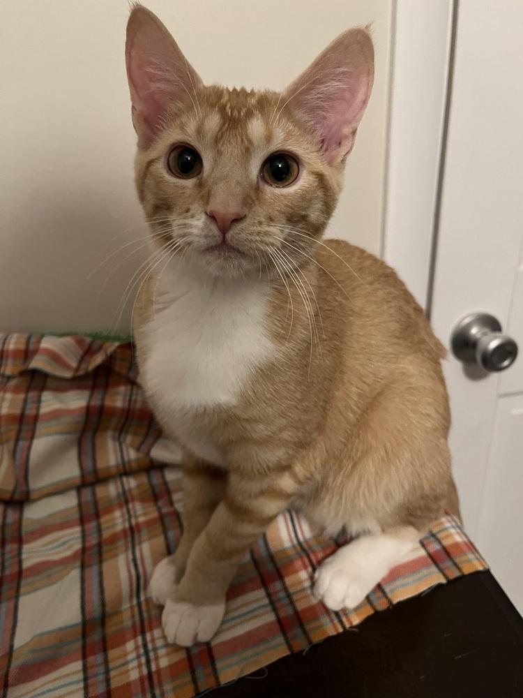 Clementine, a Adoptable Domestic Short Hair in GREENVILLE, SC image 1/3