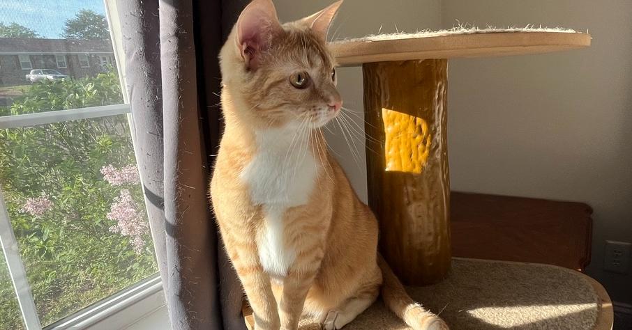 Clementine, a Adoptable Domestic Short Hair in GREENVILLE, SC image 2/3