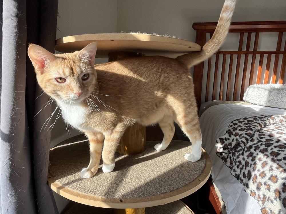 Clementine, Adoptable, Young Female Domestic Short Hair.