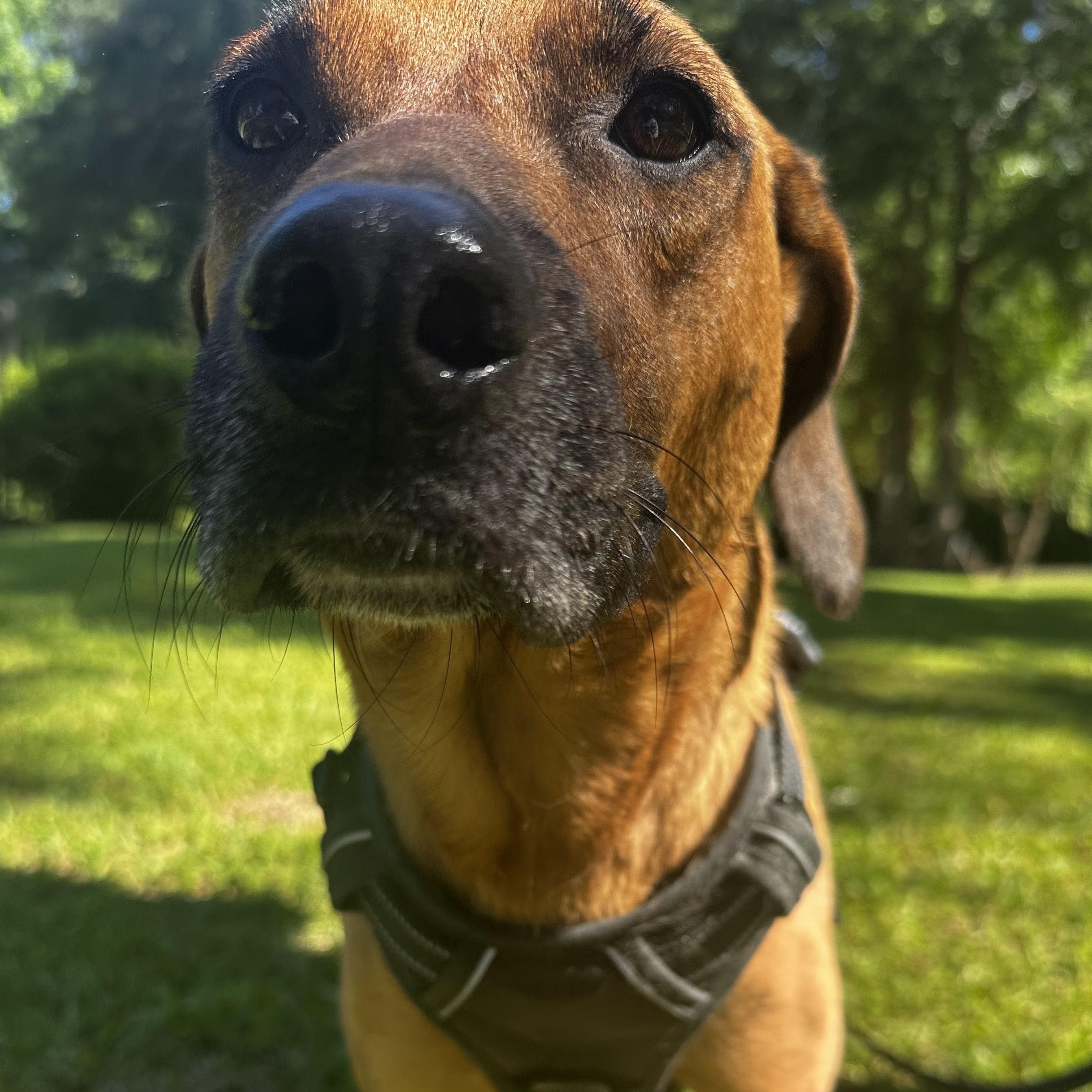 Enlarge Beth, an adopted mixed breed in Covington, LA image 2/6