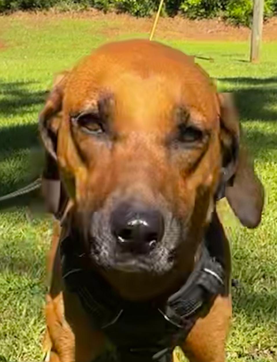 Beth, adopted, Adult Female Redbone Coonhound & Black Mouth Cur.