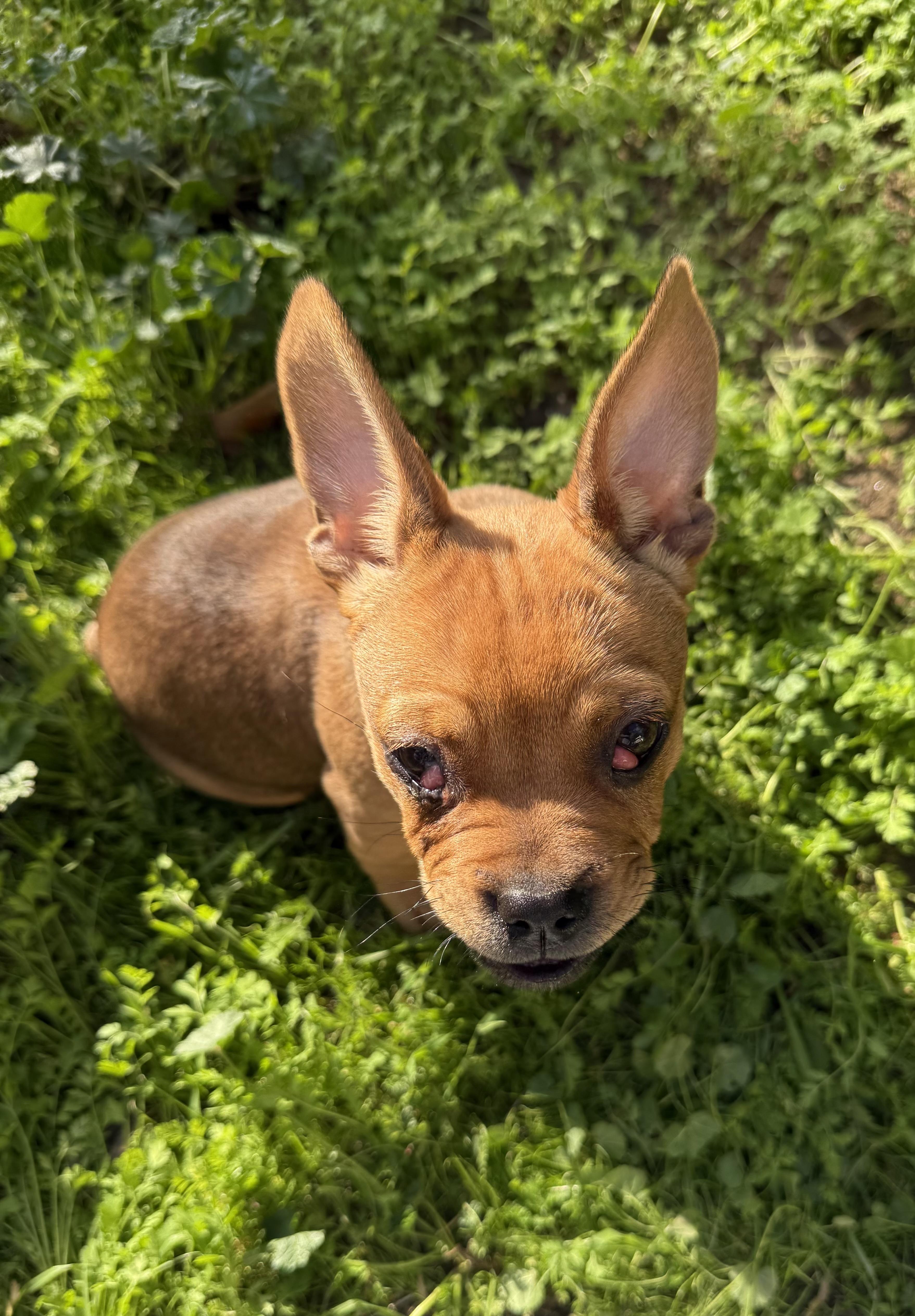 Sir Duke, a Adoptable French Bulldog in Davis, CA image 5/5