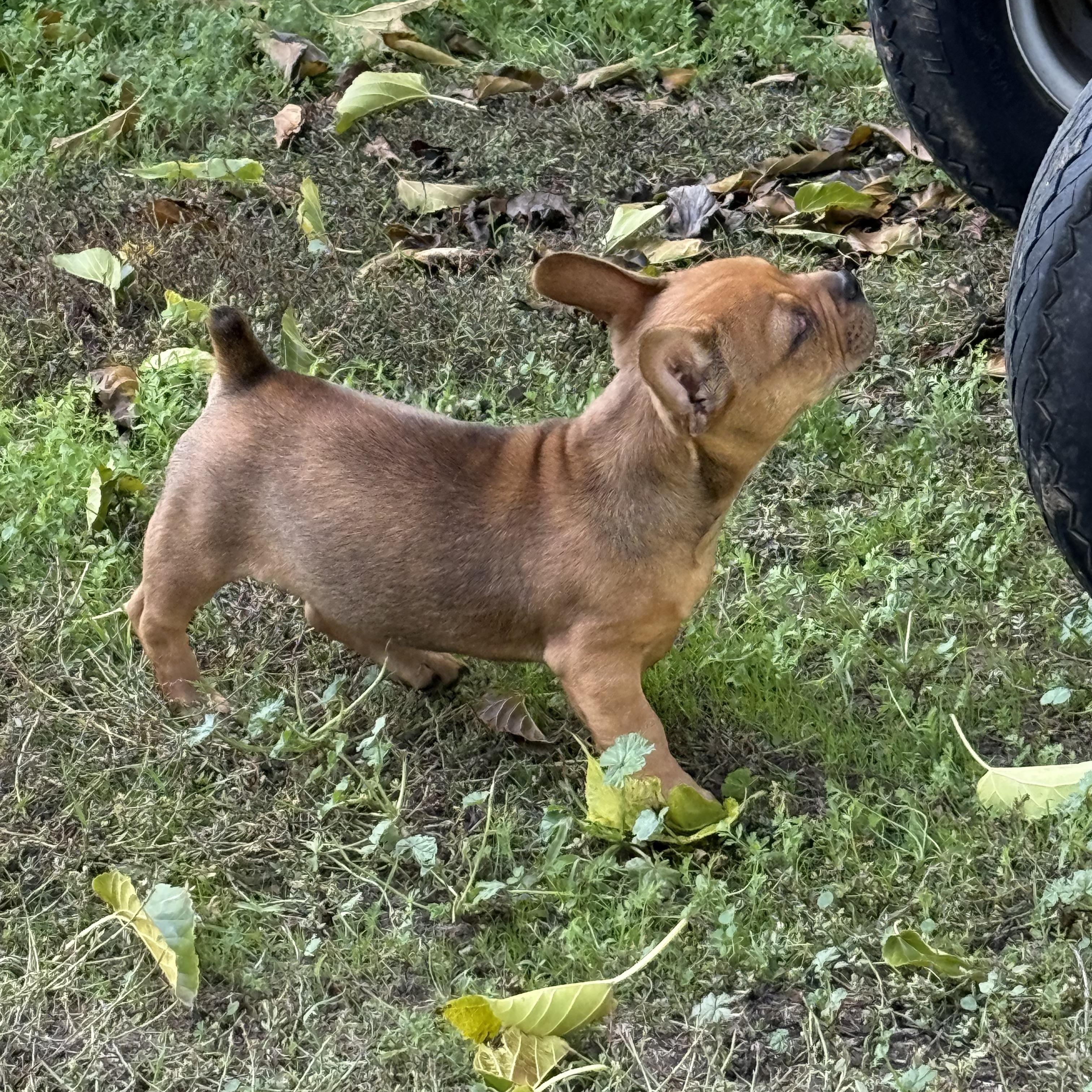 Sir Duke, a Adoptable French Bulldog in Davis, CA image 4/5