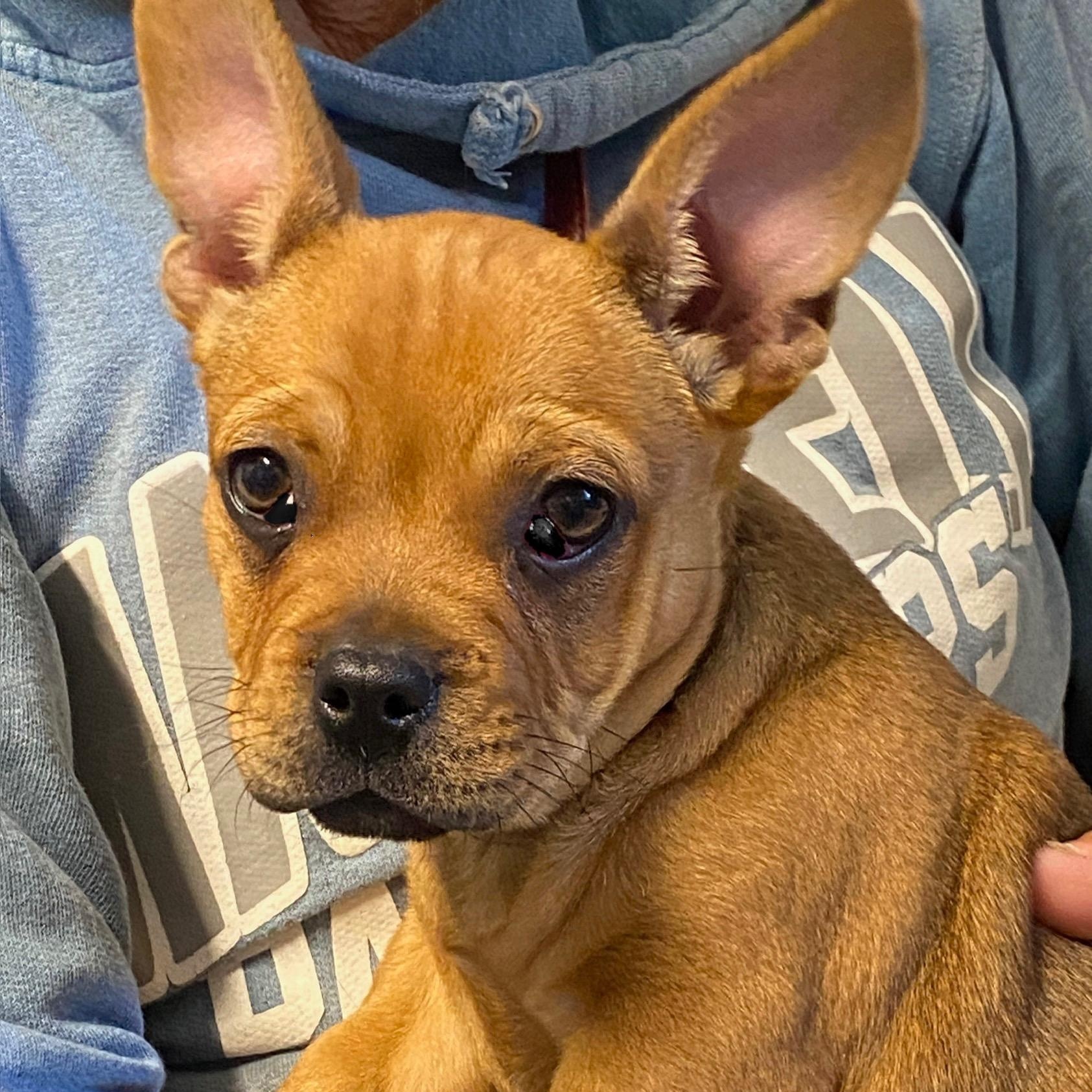 Sir Duke, Adoptable, Puppy Male French Bulldog.
