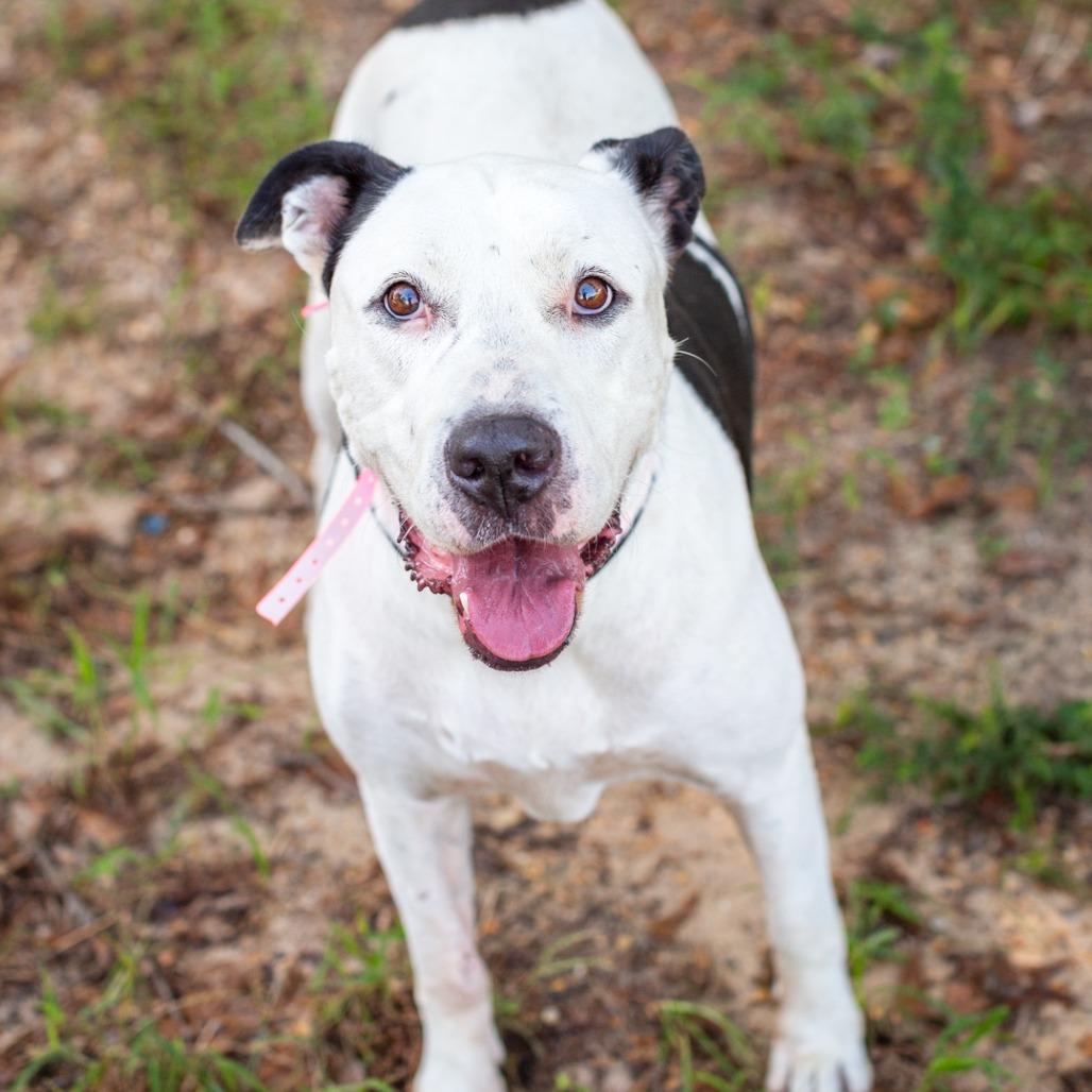 Bessy, Adoptable, Adult Female American Staffordshire Terrier & Cattle Dog.