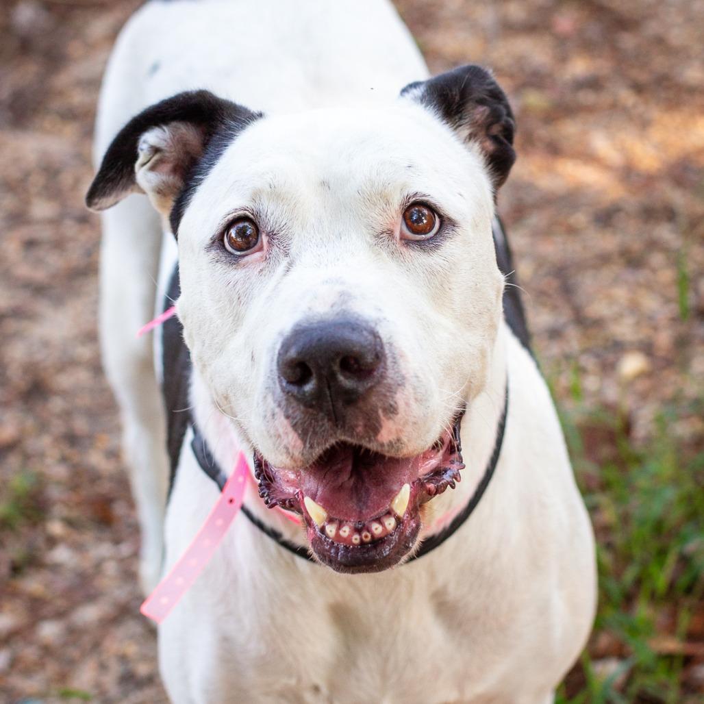 Enlarge Bessy, a Adoptable mixed breed in Hattiesburg, MS image 2/2
