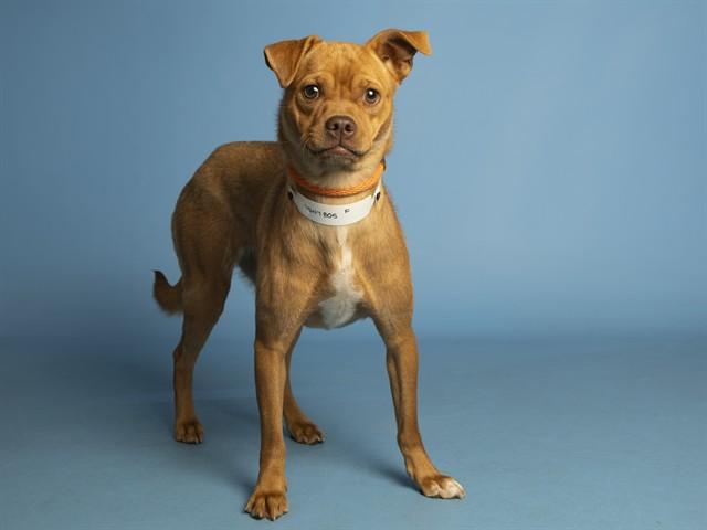 Enlarge DAISY, a Adoptable mixed breed in Phoenix, AZ image 1/1