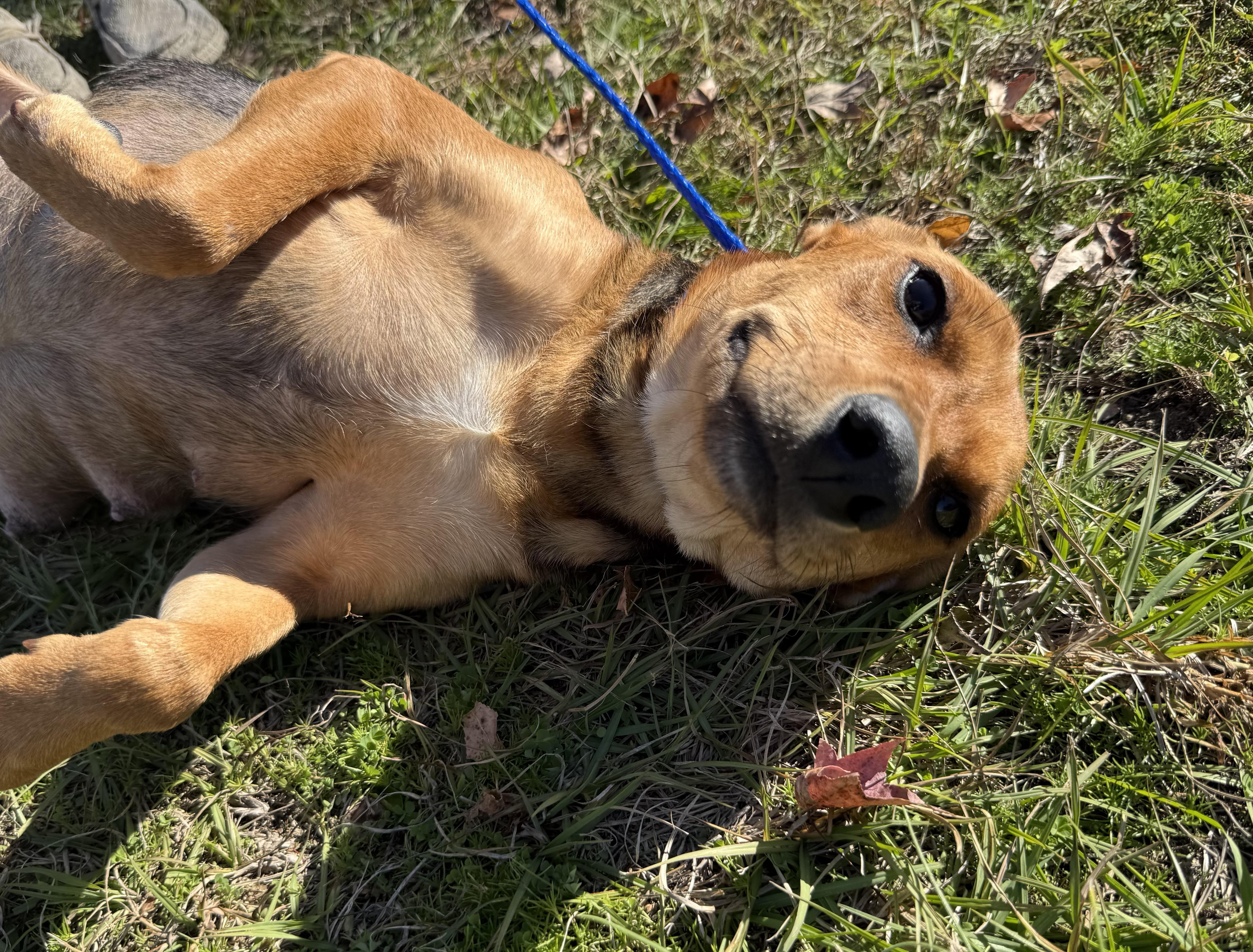 Meet Meadow — Former Teen Mom, Current Best Friend Material!, an adoptable Mixed Breed in Houlton, ME, 04730 | Photo Image 4