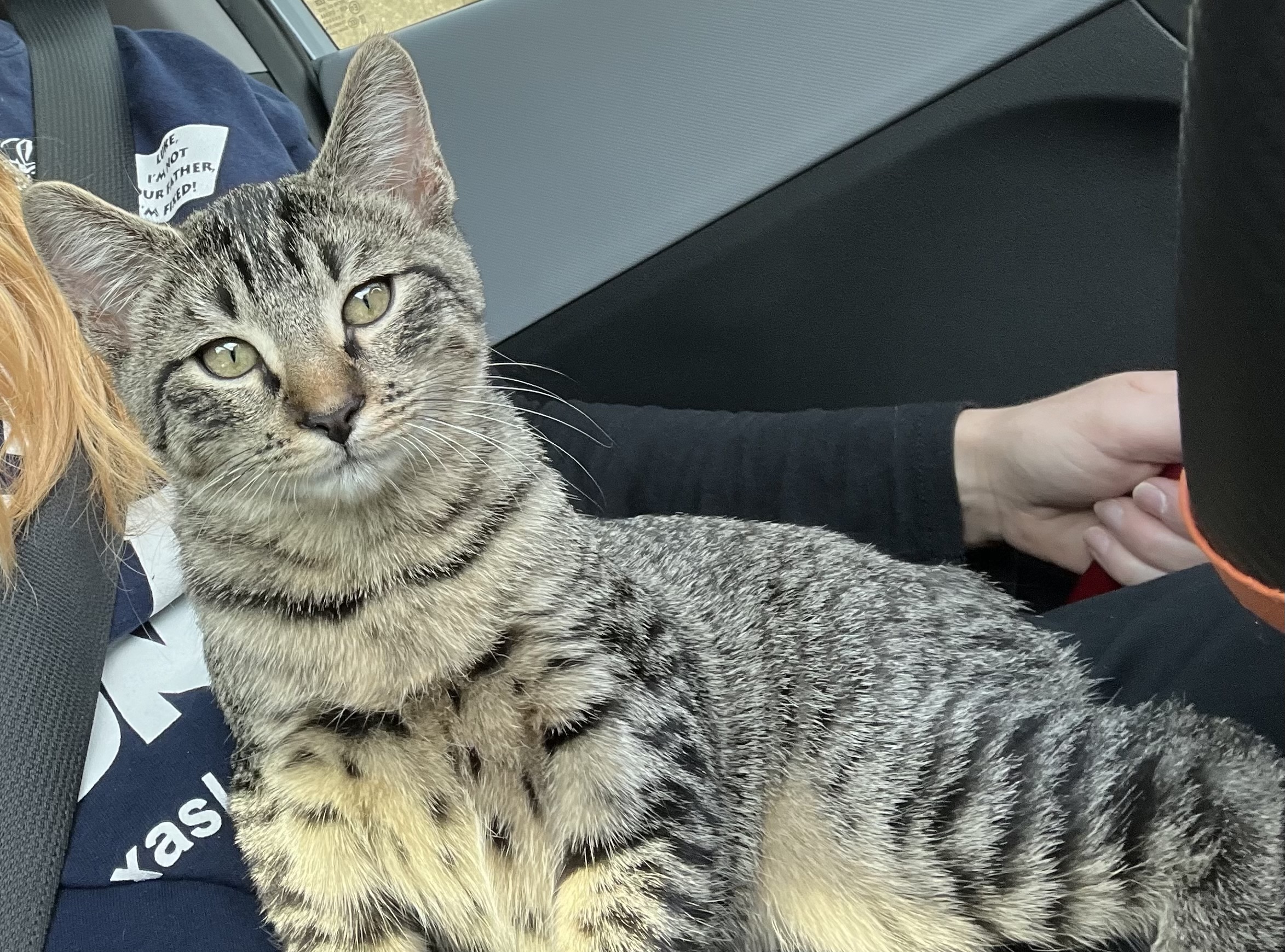 Cat for adoption Humphrey Riley Fuzzel (FH CC), a Tabby in Spring