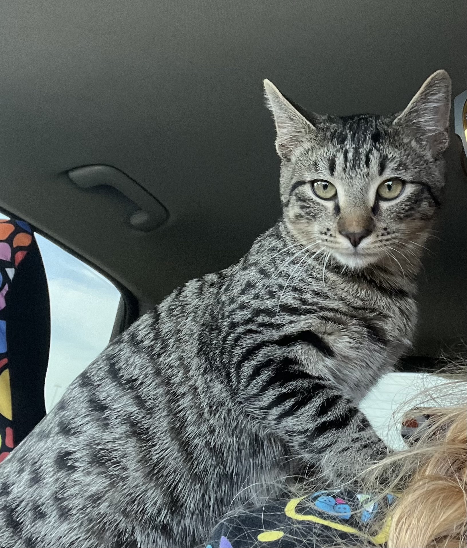 Cat for adoption Humphrey Riley Fuzzel (FH CC), a Tabby in Spring