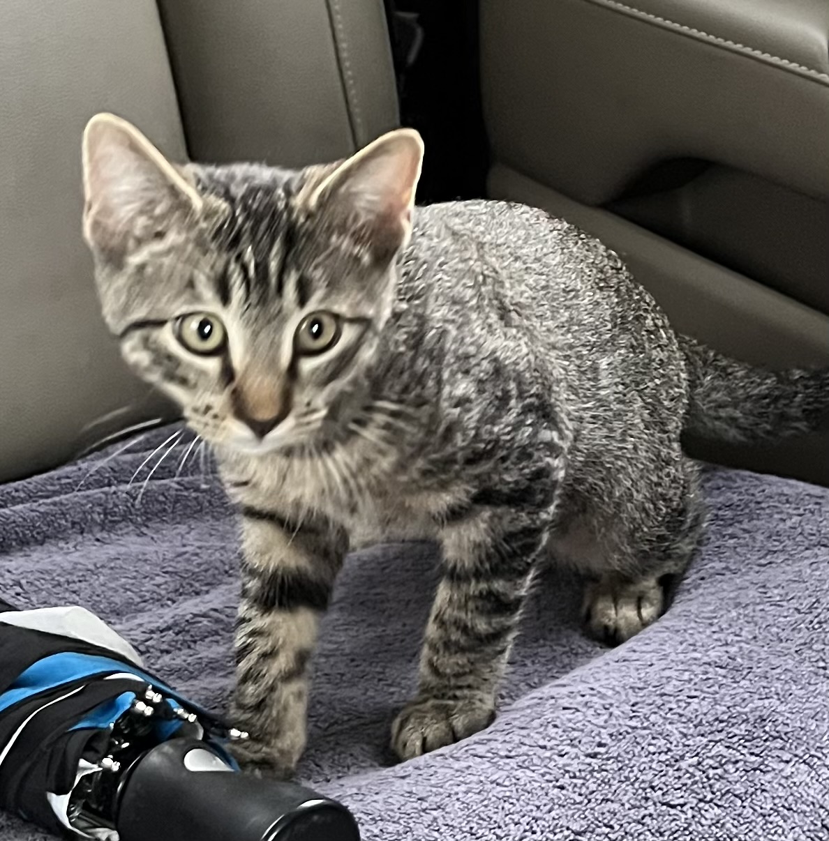 Cat for adoption Humphrey Riley Fuzzel (FH CC), a Tabby in Spring