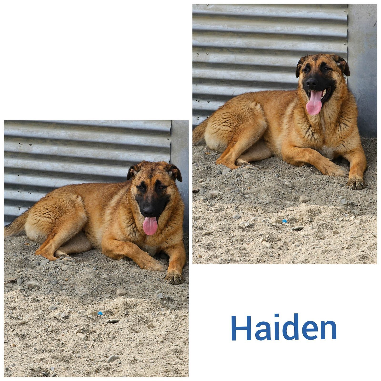 Haiden