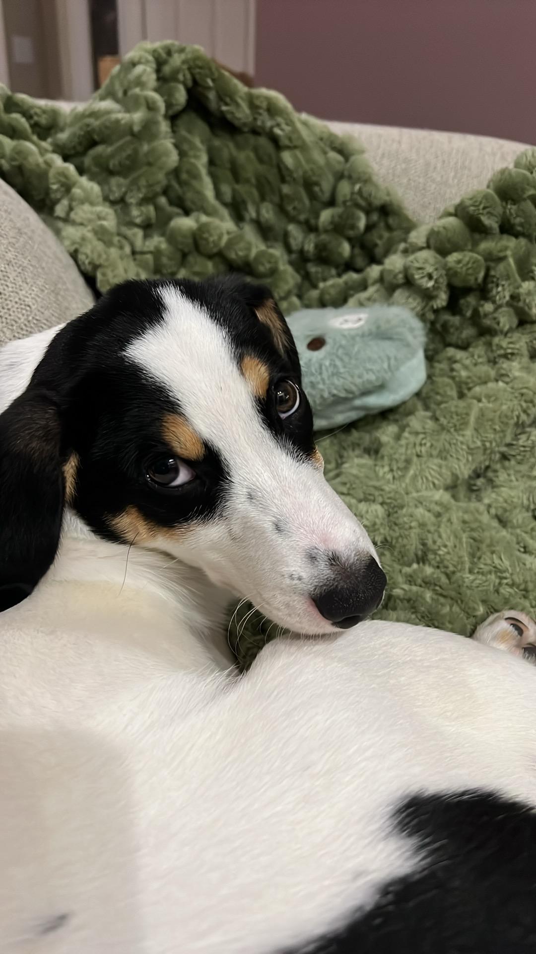 Enlarge Panda, a Adopted mixed breed in Warsaw, IN image 3/3