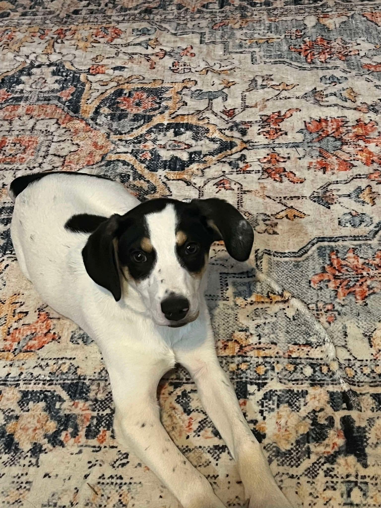 Panda, Adopted, Young Male Terrier.