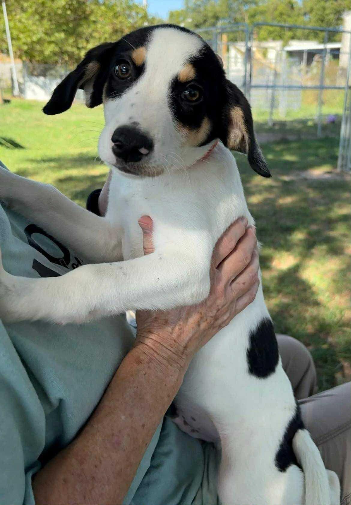 Enlarge Panda, a Adopted mixed breed in Warsaw, IN image 2/3