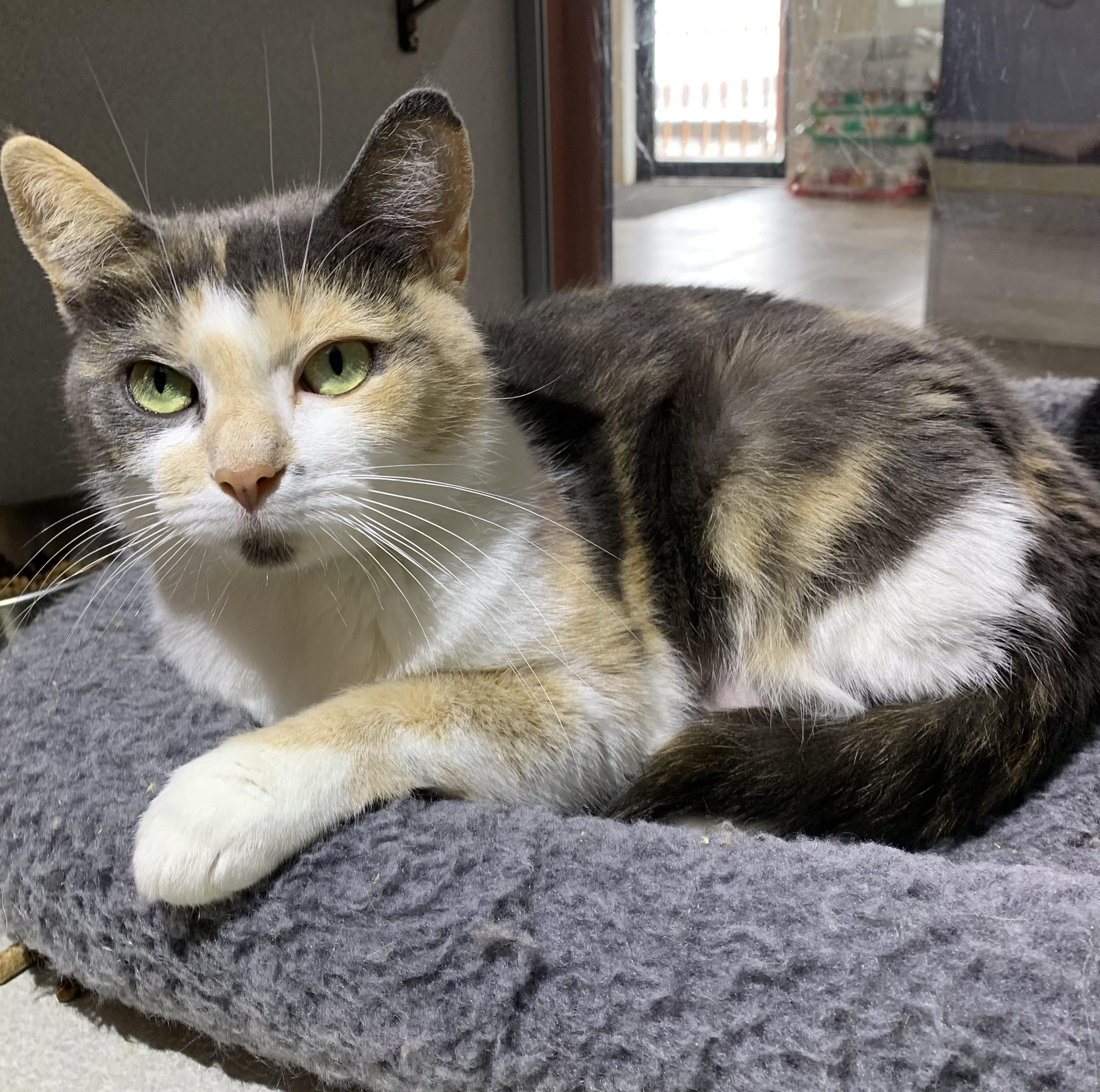 Ophelia , ADOPTABLE, Adult Female Domestic Short Hair.