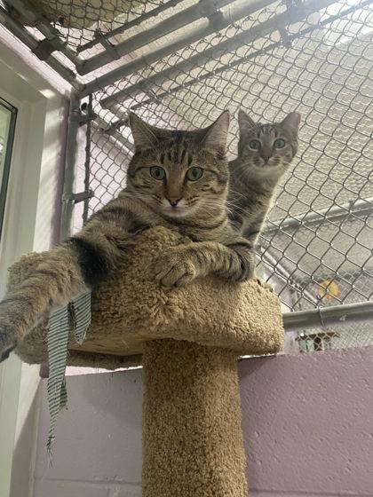 Jazzie (with Jasper)