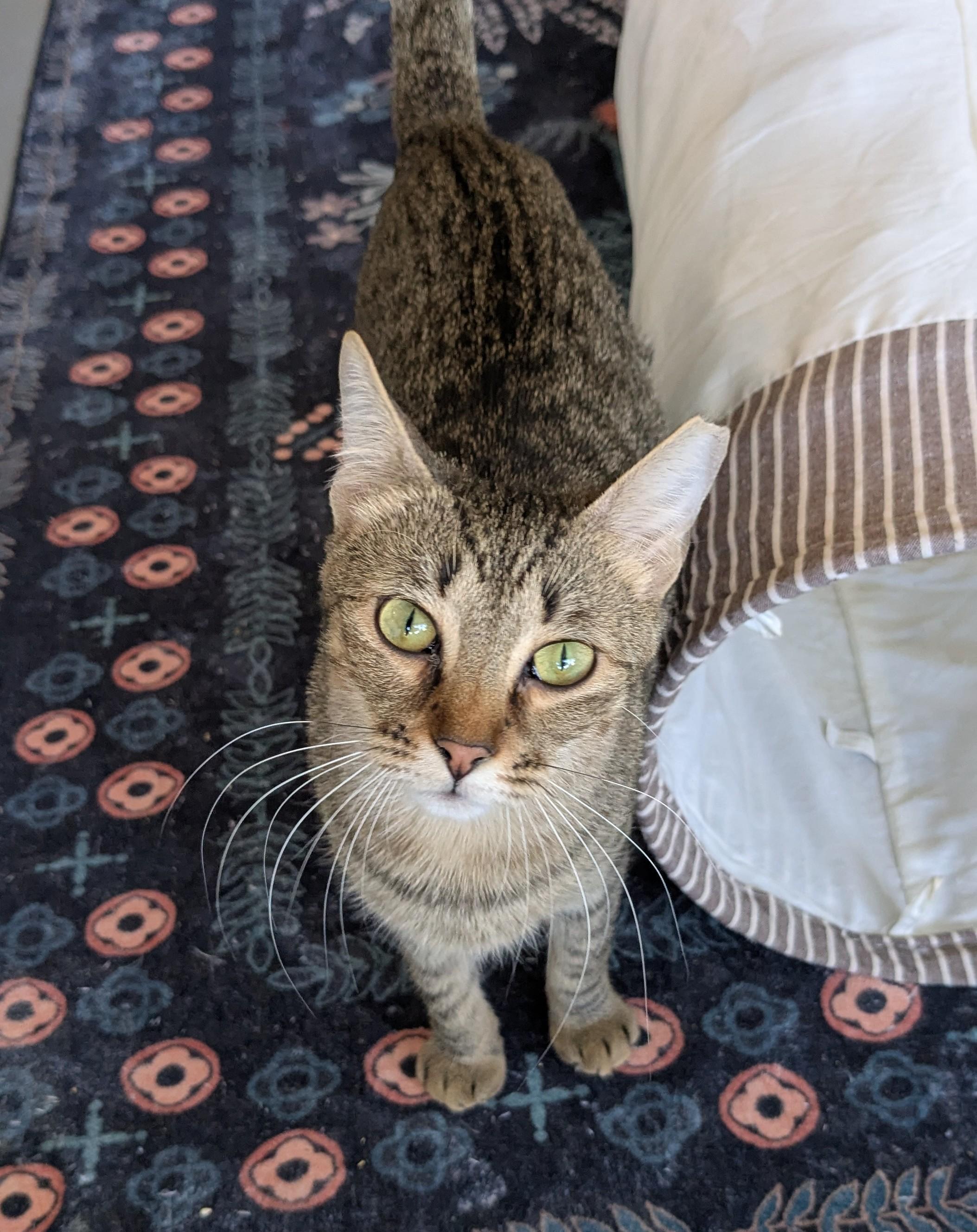 Summer, Adopted, Young Female Domestic Short Hair.