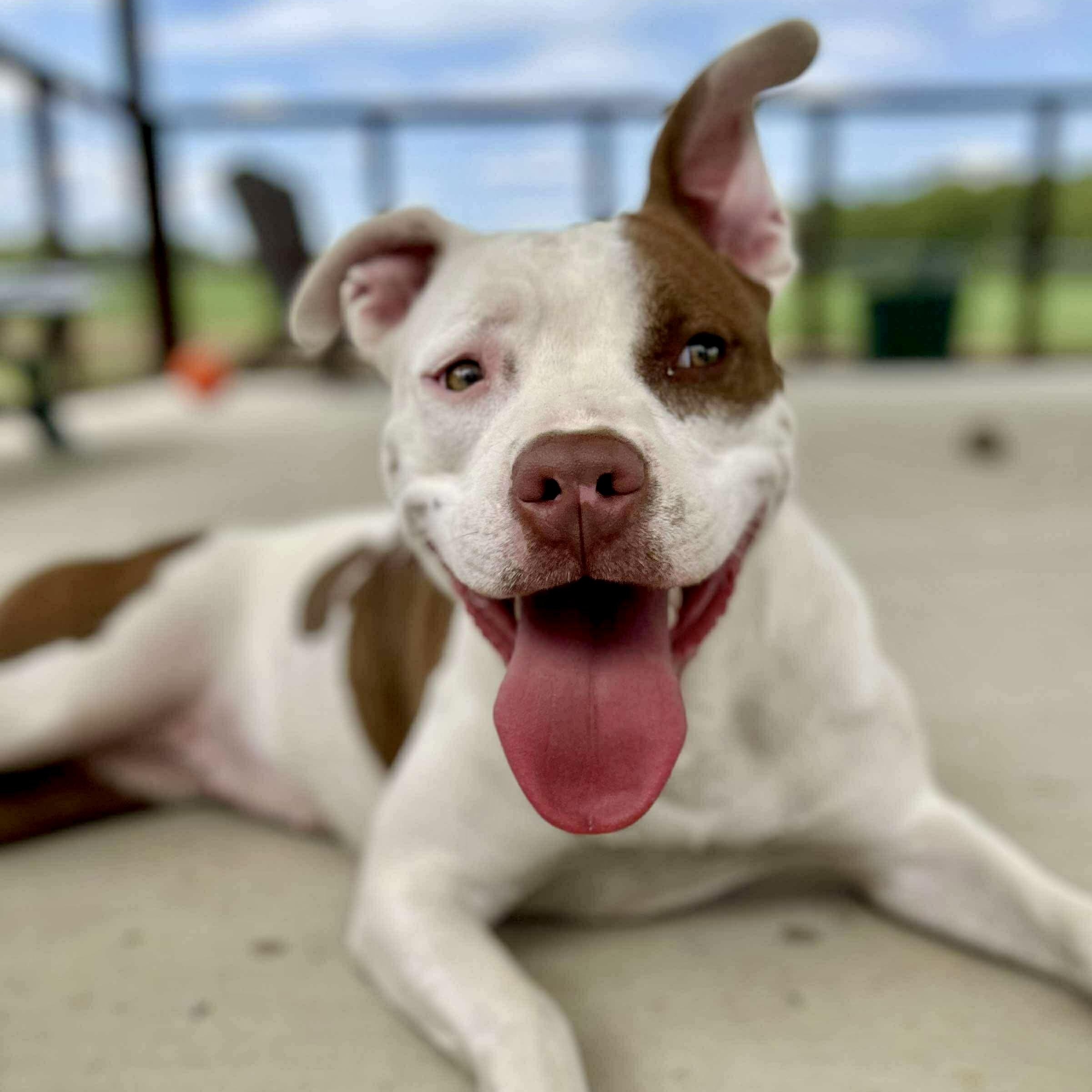 DIXIE