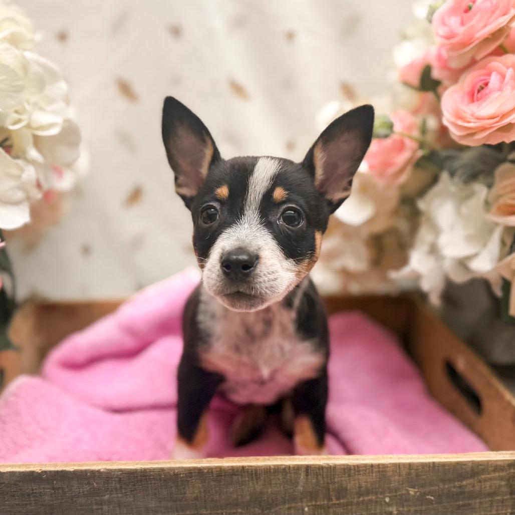 Maybelline, Adoptable, Puppy Female Chihuahua.