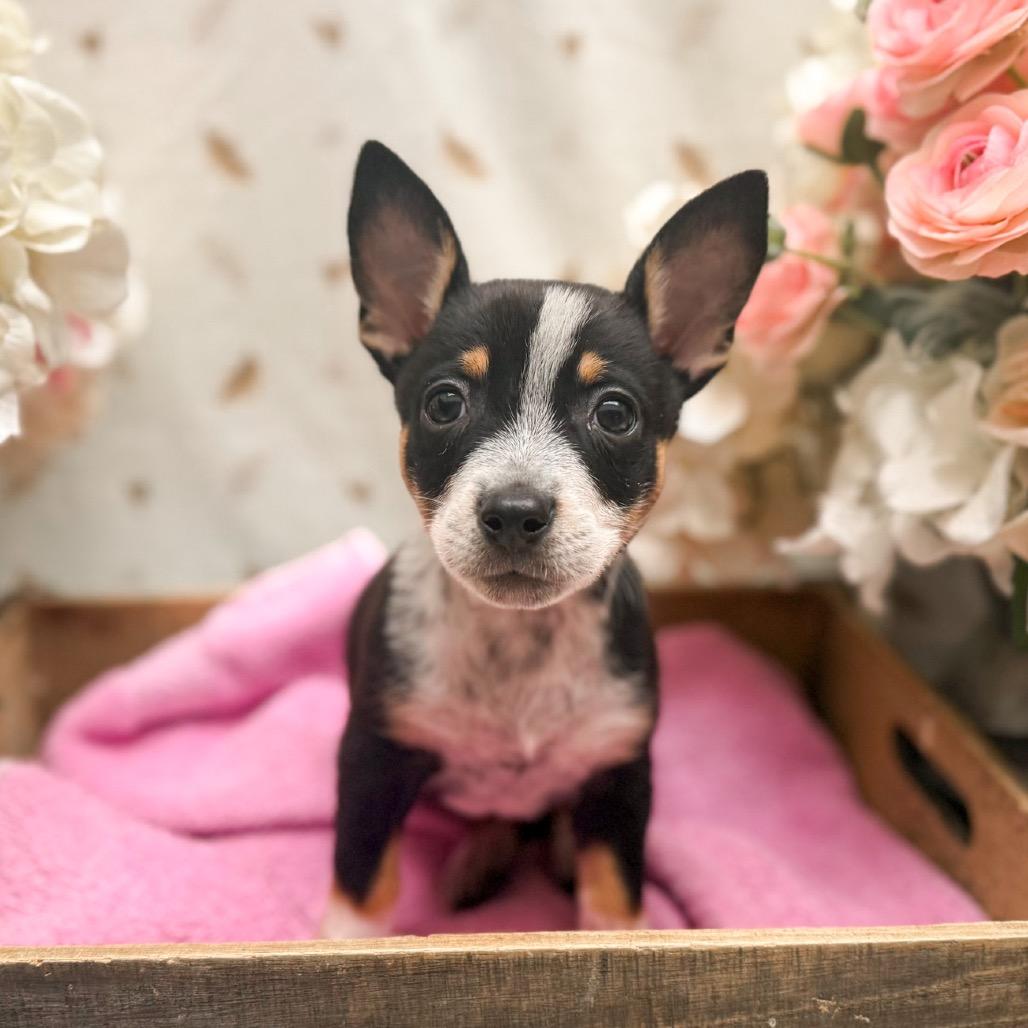 Maybelline, a Adoptable Chihuahua in Newberg, OR image 2/2
