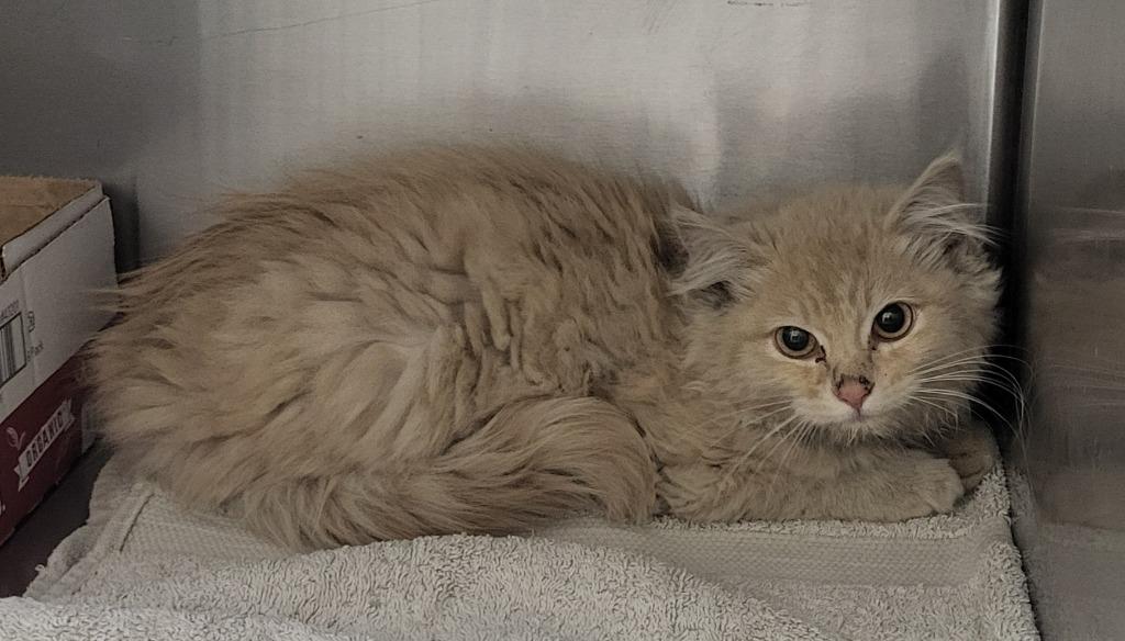 Autumn, Adoptable, Kitten Female Domestic Long Hair.