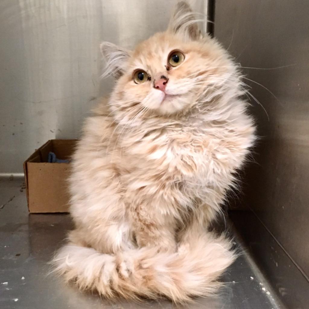 Enlarge Autumn, a Adoptable mixed breed in Heber City, UT image 2/3