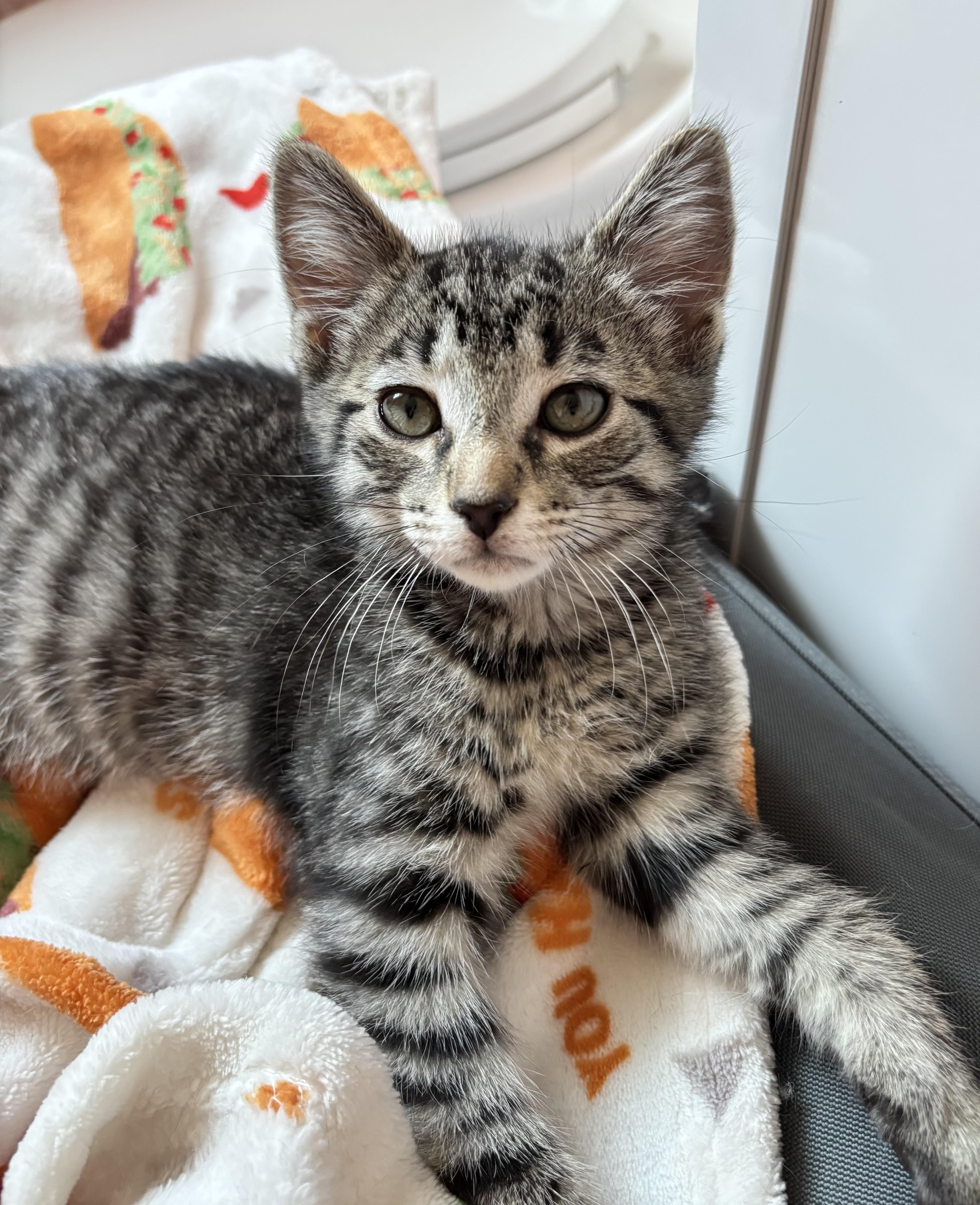 FREDDIE, Baby Male Domestic Short Hair