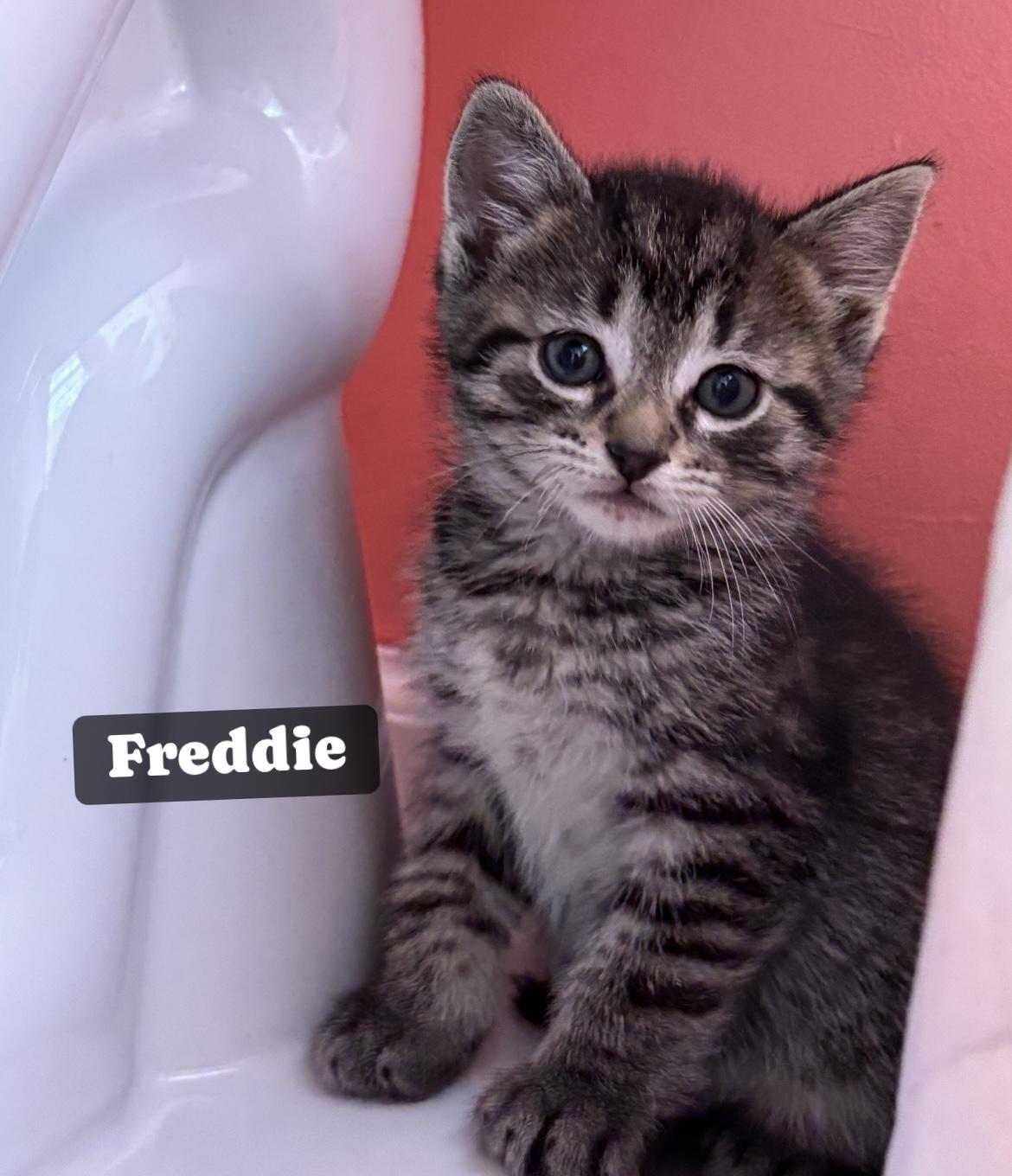 FREDDIE photo 2