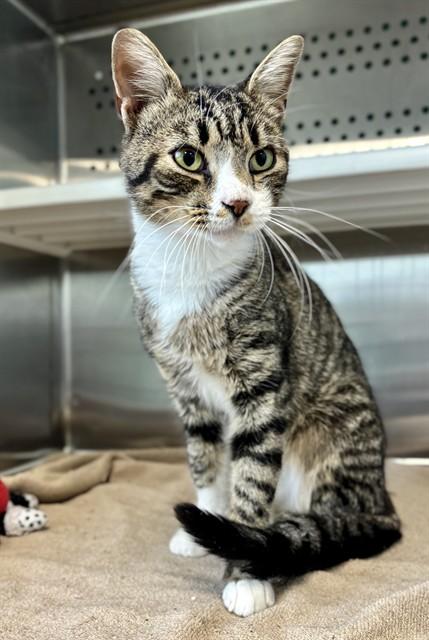 Enlarge COOKIE, a Adoptable Domestic Short Hair in Kalamazoo, MI image 1/1