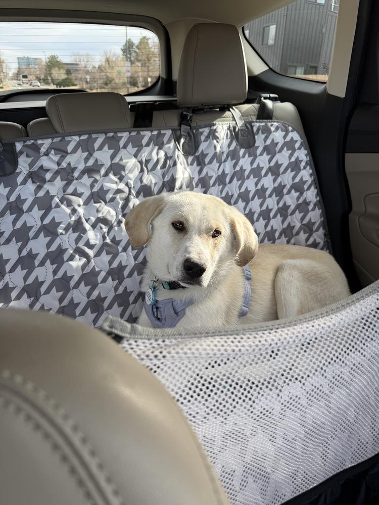 Atlas, Adoptable, Puppy Male Labrador Retriever.