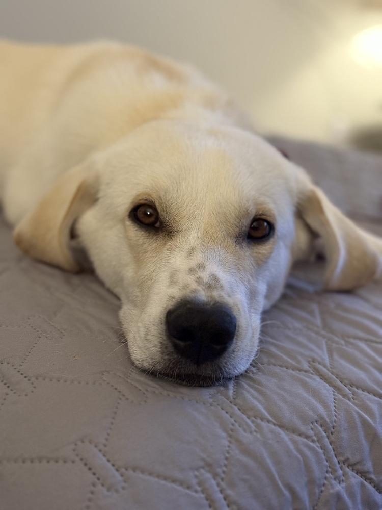 Atlas, a Adoptable mixed breed in Denver, CO image 2/6