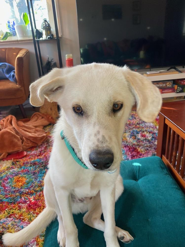 Atlas, Adoptable, Puppy Male Labrador Retriever.