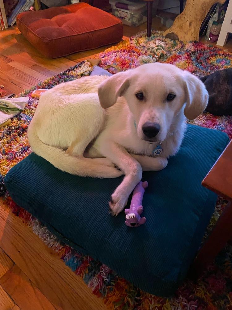 Enlarge Atlas, a Adoptable mixed breed in Denver, CO image 2/3