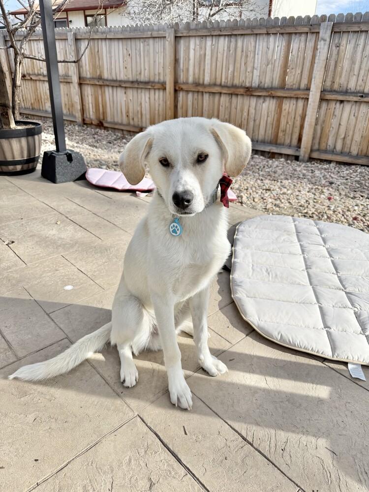 Atlas, a Adoptable mixed breed in Denver, CO image 3/6