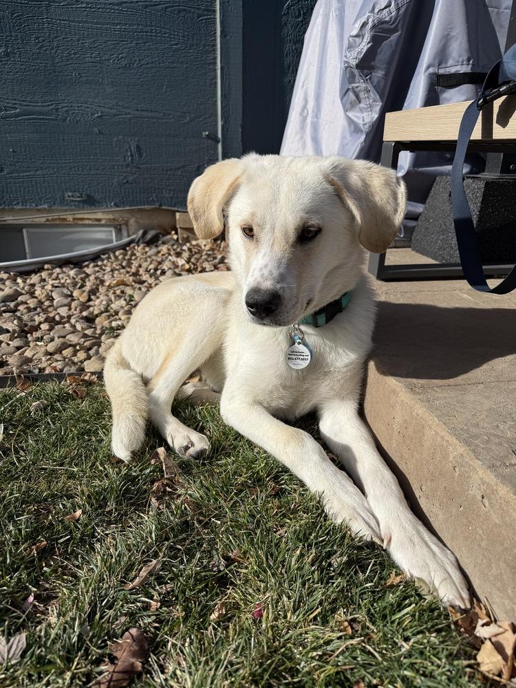 Atlas, a Adoptable mixed breed in Denver, CO image 4/6