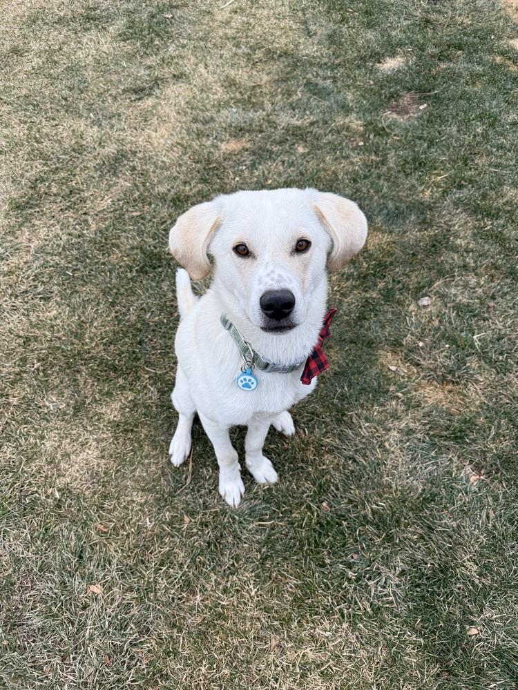 Atlas, a Adoptable mixed breed in Denver, CO image 5/6