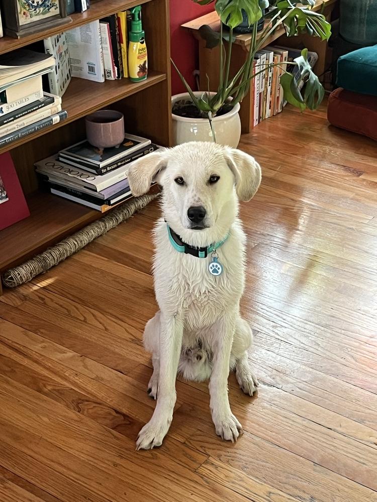 Enlarge Atlas, a Adoptable mixed breed in Denver, CO image 3/3