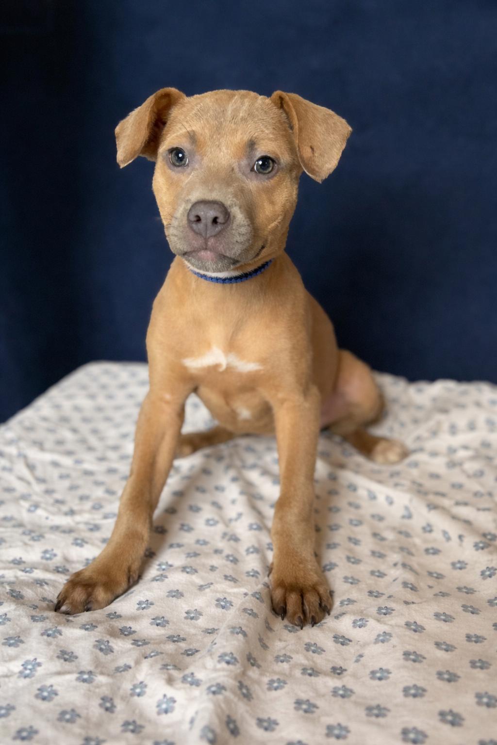 Enlarge Maple, a ADOPTABLE mixed breed in Hortense, GA image 3/3