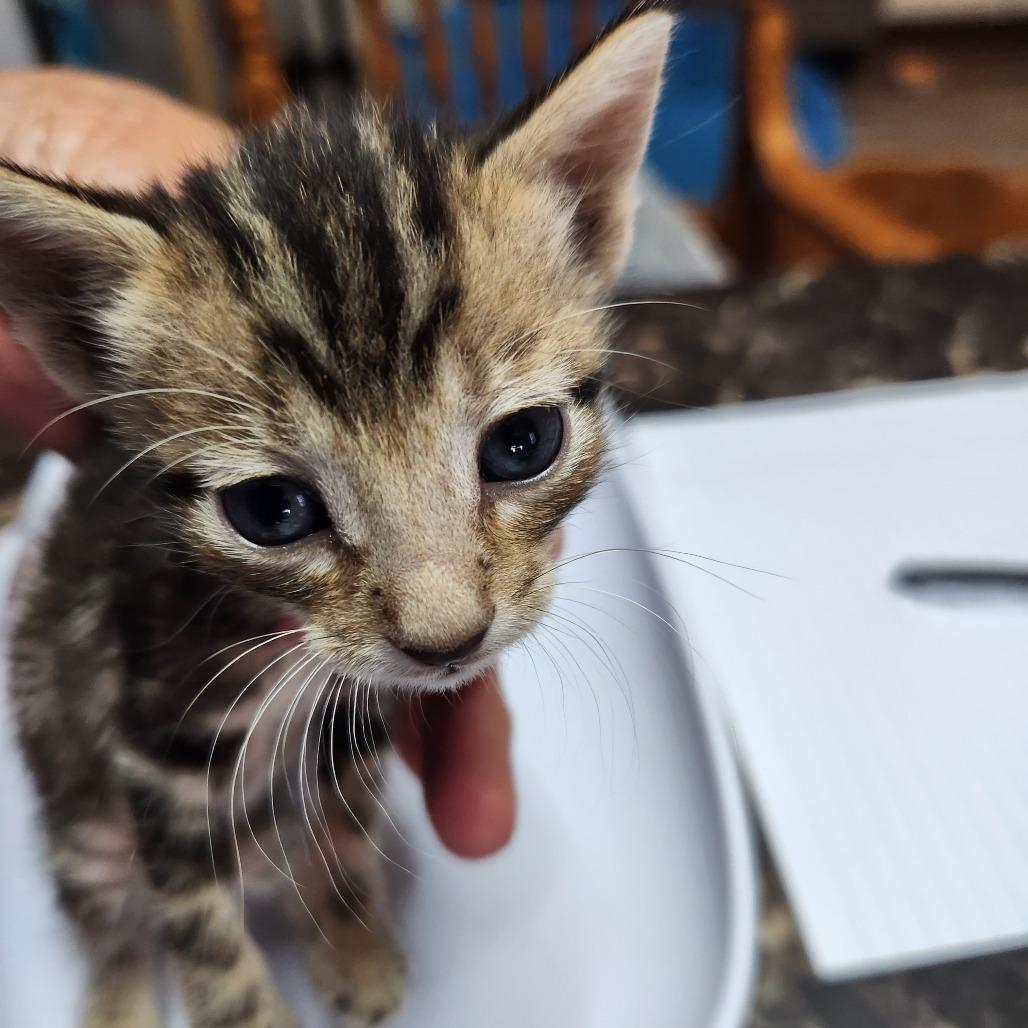 F-Joy, Adoptable, Young Female Domestic Short Hair.