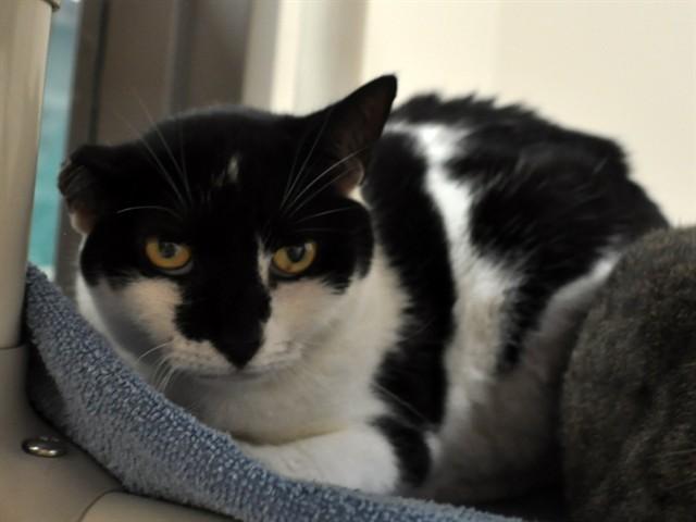 Enlarge FILLIPA, a Adoptable Domestic Short Hair in Naples, FL image 1/1