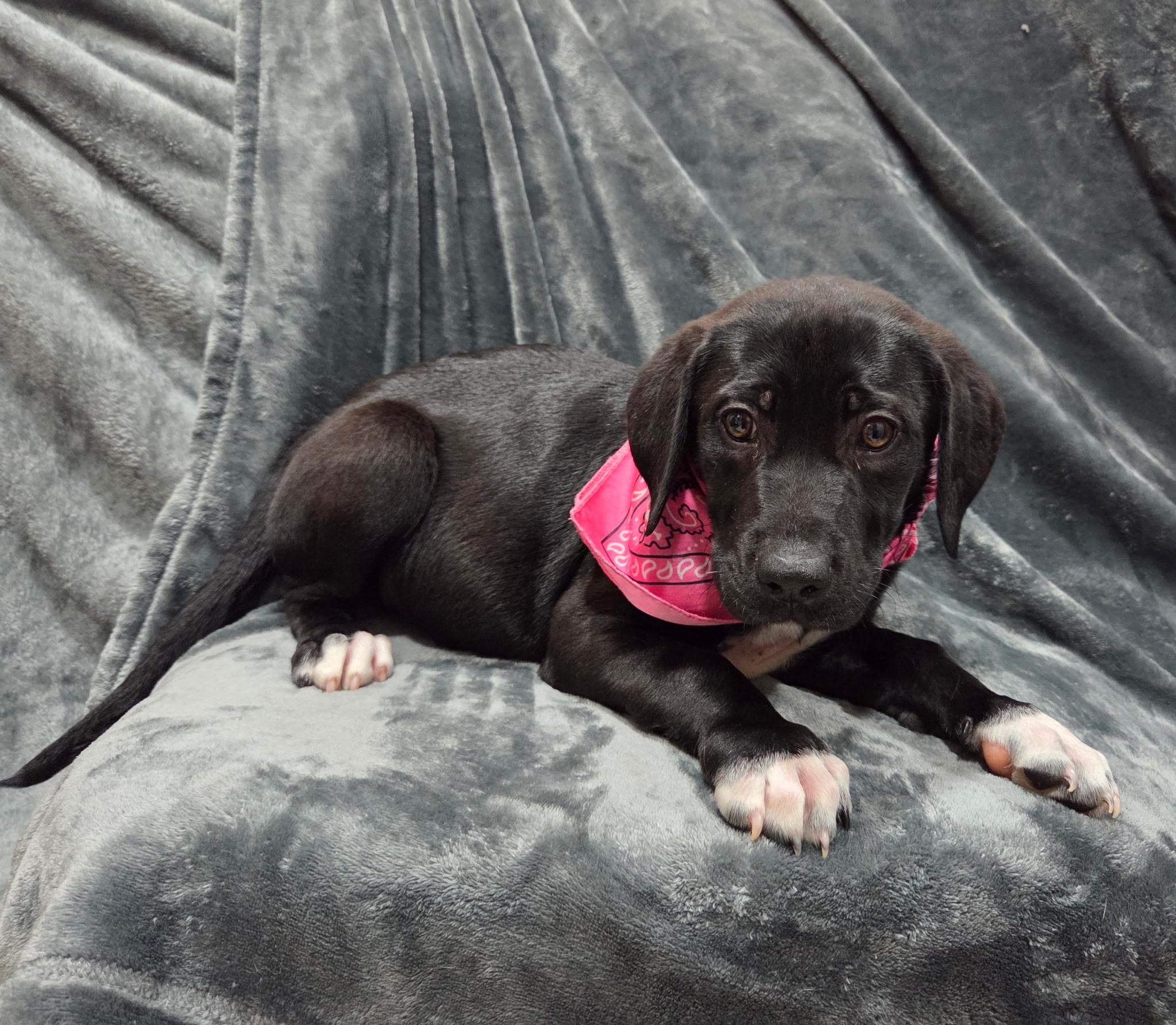 Enlarge Iris, an adopted mixed breed in White Lake, MI image 2/6