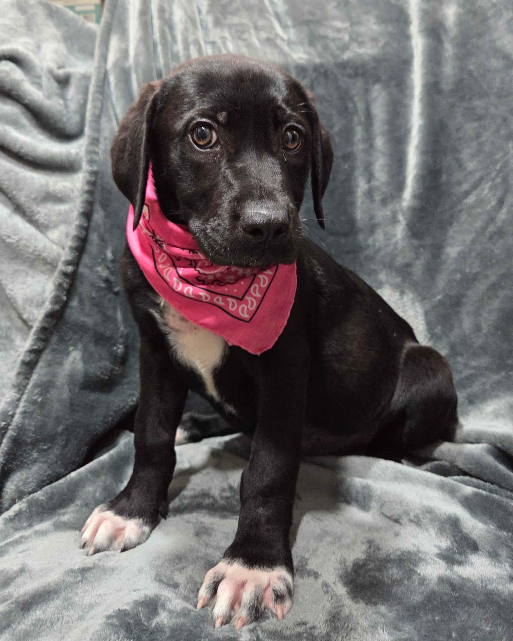 Enlarge Iris, an adopted mixed breed in White Lake, MI image 3/6