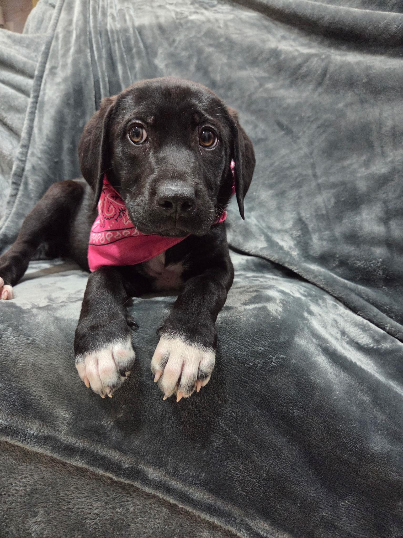 Iris, adopted, Puppy Female Black Labrador Retriever & Labrador Retriever.