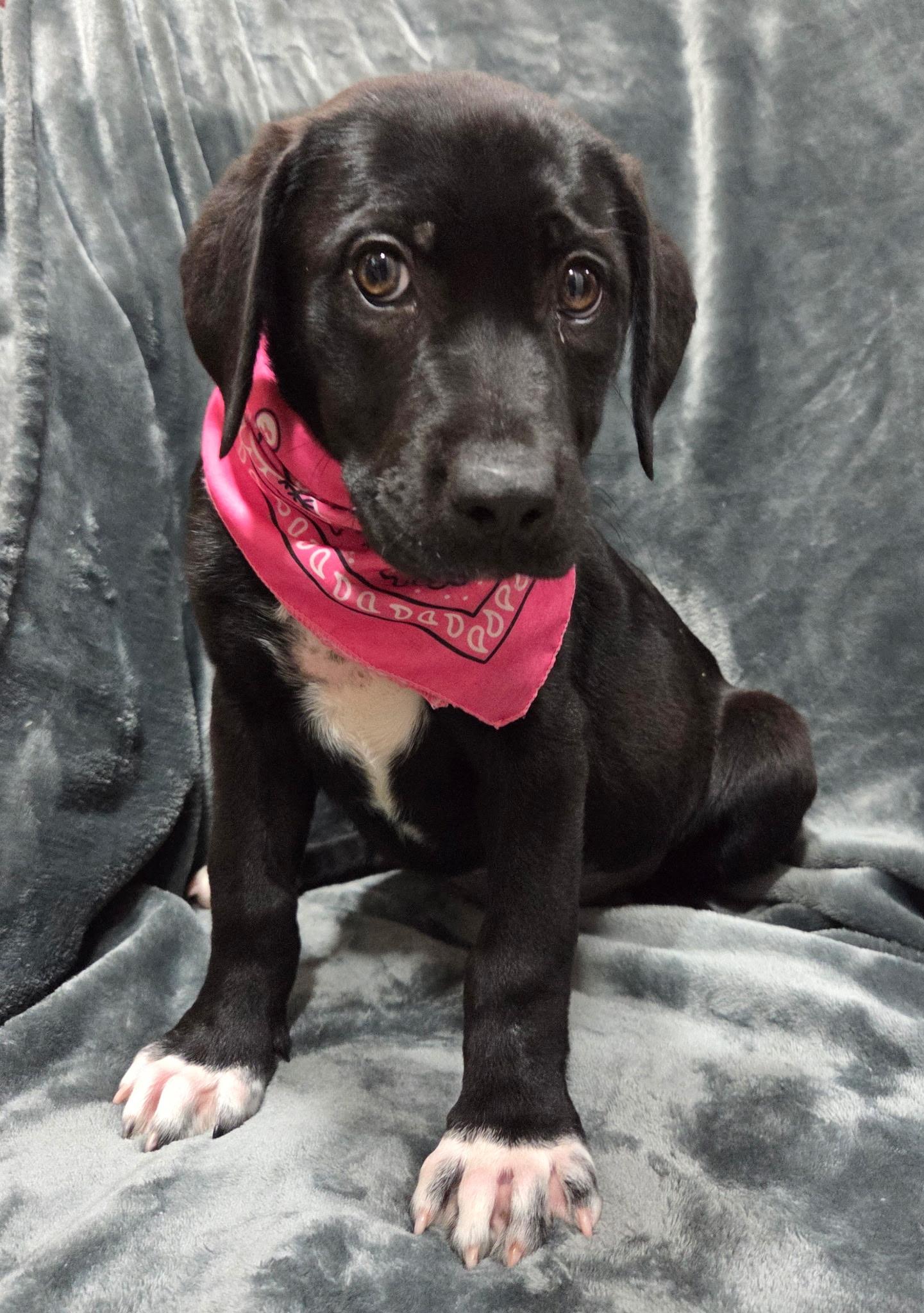 Enlarge Iris, an adopted mixed breed in White Lake, MI image 5/6