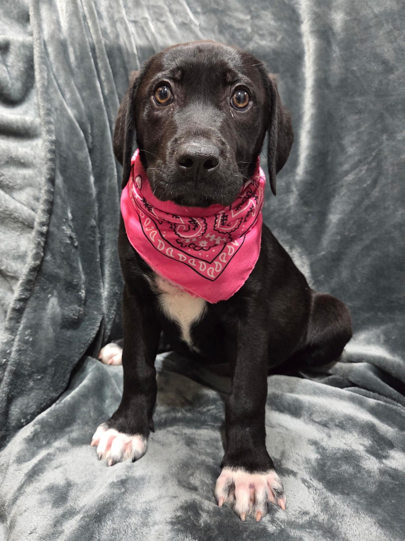 Enlarge Iris, an adopted mixed breed in White Lake, MI image 6/6