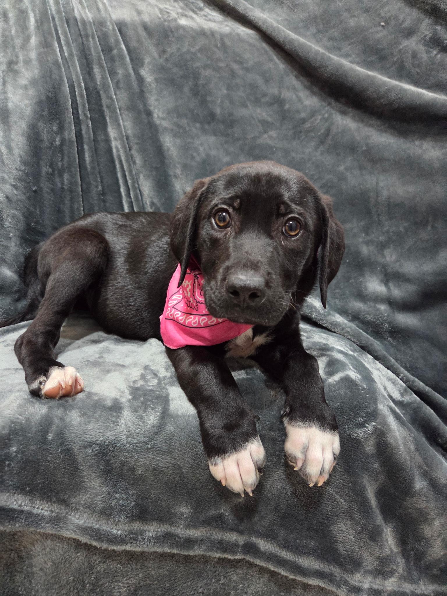 Enlarge Iris, an adopted mixed breed in White Lake, MI image 4/6