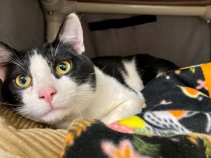 Enlarge Moo, a Adoptable mixed breed in Scotia, NY image 1/3