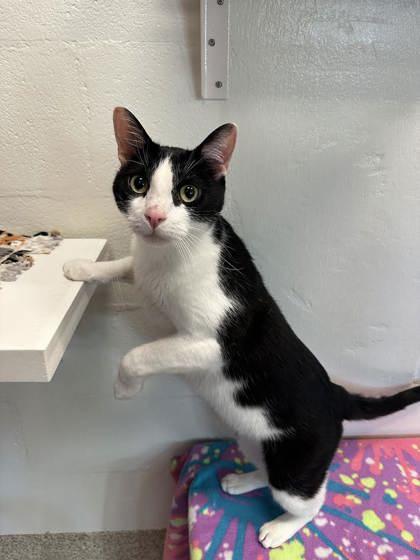 Enlarge Moo, a Adoptable mixed breed in Scotia, NY image 2/3