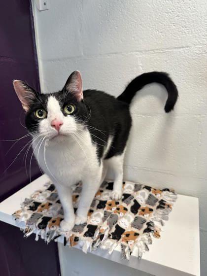 Enlarge Moo, a Adoptable mixed breed in Scotia, NY image 3/3